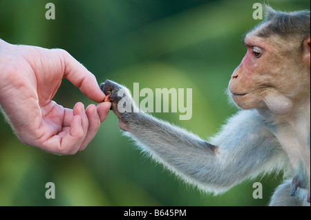 Macaca Radiata. Bonnet Macaque Affen Hand nehmend Erdnüsse aus einer menschlichen Hand. Andhra Pradesh, Indien Stockfoto