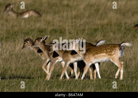 Junge Damwild Hirsche zu Fuß Stockfoto