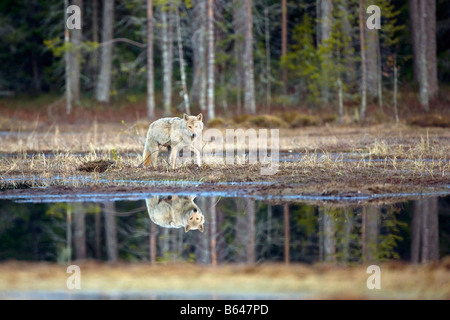 Finnland, Kuikka See, in der Nähe von Kuhmo. Grauer Wolf (Canis Lupus). Stockfoto