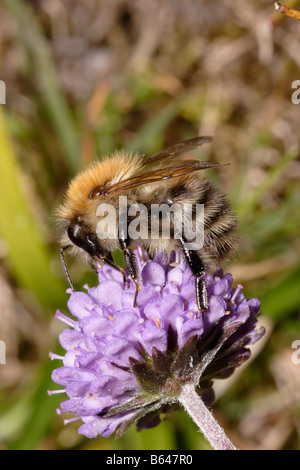 Gemeinsamen Karde Bumble Bee Bombus Pascuorum auf Teufel s bit Witwenblume Succisa Pratensis UK Stockfoto