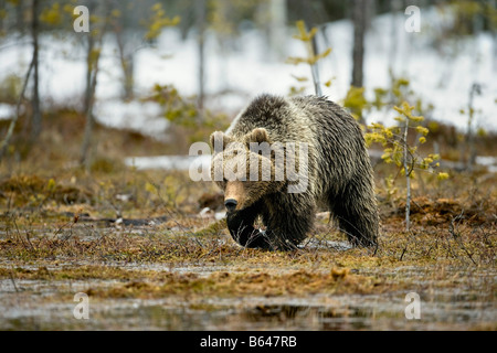 Finnland, Ruhtinansalmi, in der Nähe von Suomussalmi Braunbär. Ursus Arctos. Stockfoto