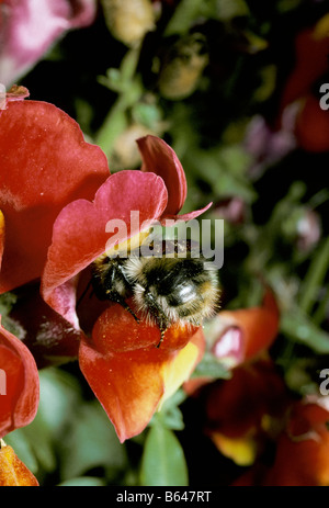 Bombus Pascuorum gemeinsame Carder Hummel Arbeiter auf einem Snapdragon-Blume Stockfoto