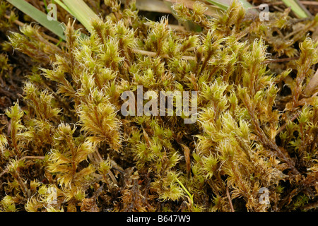 Wollige Fransen Moos Racomitrium Lanuginosum in einem Moor UK Stockfoto