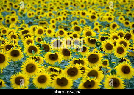 Frankreich, in der Nähe von Beaune, Burgund, Feld von Sonnenblumen. Stockfoto