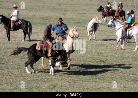 Eine afrikanische amerikanische Cowboy in Texas kämpfen ein Bronco Ruckeln heraus auf der Ranch von Kollegen Cowboy geholfen Stockfoto