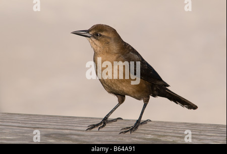 Grackle weibliche braun, North Carolina Stockfoto