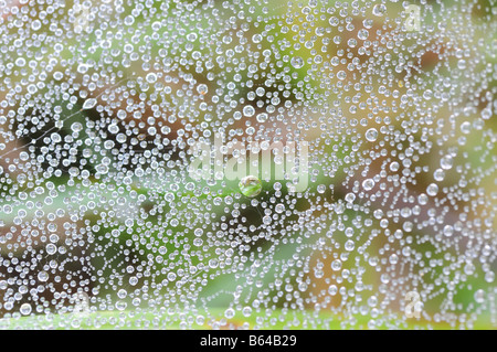 Kleinen Tautropfen auf einem Web verstreut. Stockfoto