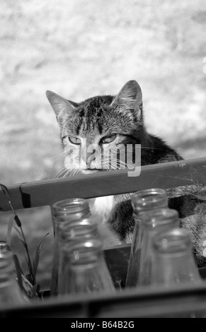 Bauernhof Katze wartet auf die Milchlieferung (schwarz und weiß). Stockfoto