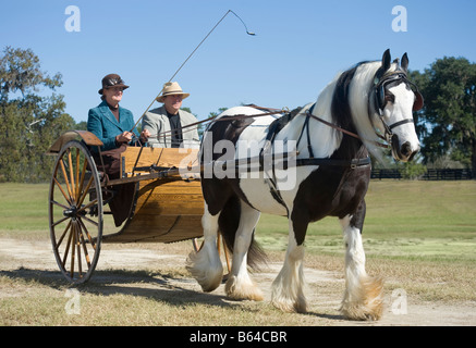 Gypsy Vanner Pferd Stute ziehen Karren Stockfoto