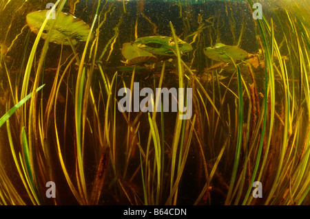 Seerosen Langrove Teich Vermont Stockfoto