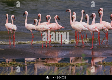 Flamingos am Rand des Wassers Stockfoto