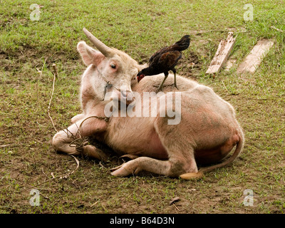 Wasserbüffel und Freund auf Don Khon Insel in Laos Stockfoto