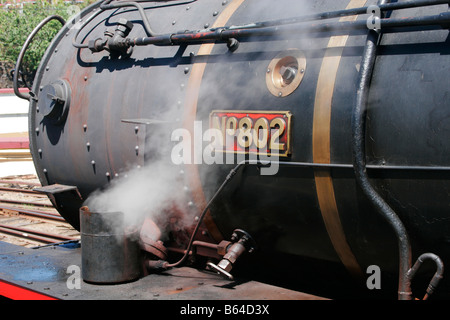 Mary-Tal Rattler Stockfoto