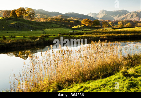 Herbstliche Ansicht über den Fluß Brathay zu den fernen Langdale Pikes in Lake District National Park, Cumbria, England, Großbritannien Stockfoto