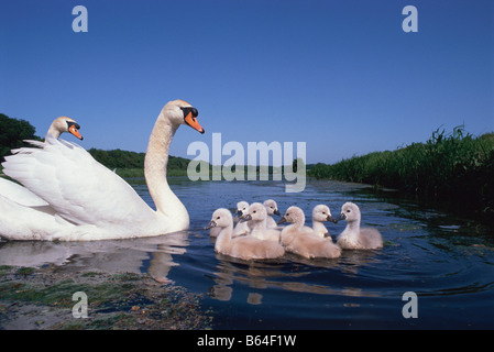 Holland, Noord-Holland, Graveland, Höckerschwäne und jung (Cygnus Olor). Stockfoto