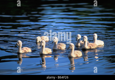 Holland, die Niederlande, Graveland. Junge Höckerschwäne (Cygnus Olor). Stockfoto