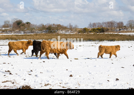 "Highland Cattle" im Schnee auf Norfolk Beweidung Marsh Stockfoto