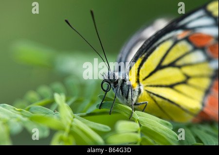 Delias Eucharis. Indische Isebel / gemeinsame Isebel Schmetterling im indischen Landschaftsschutzgebiet. Andhra Pradesh, Indien Stockfoto