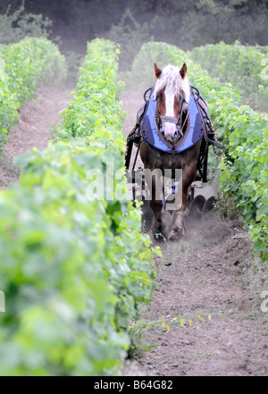 Pferd arbeiten auf einem Weingut Bordeaux Frankreich Stockfoto