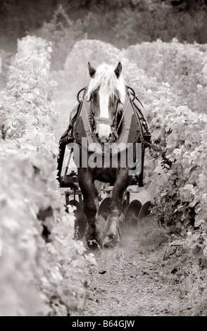 Pferd arbeiten auf einem Weingut, Bordeaux, Frankreich Stockfoto