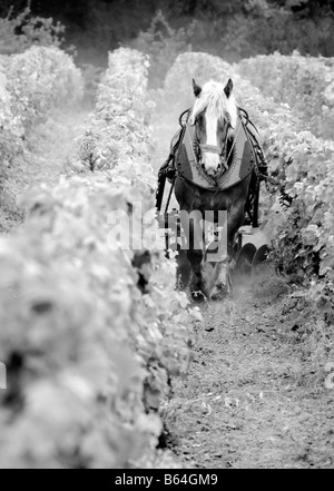 Pferd arbeiten auf einem Weingut, Bordeaux, Frankreich Stockfoto