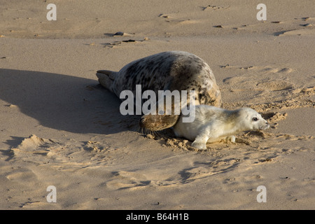 Kegelrobben und Pup am Sandstrand, Norfolk Stockfoto