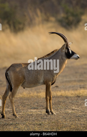 Roan Antilope Portrait, Mahenga Game Reserve, Namibia Stockfoto