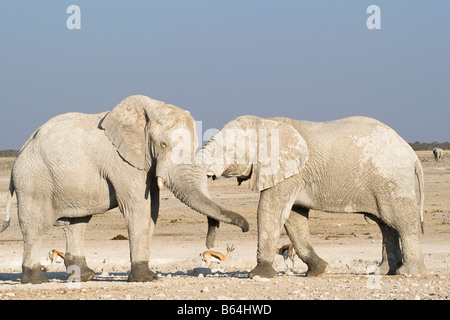 Wüstenelefanten in Gruß, Etosha Nationalpark, Namibia Stockfoto