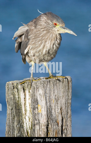 Nachtreiher Stockfoto