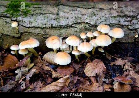 Pilze auf gefallenen Baum im Wald Stockfoto