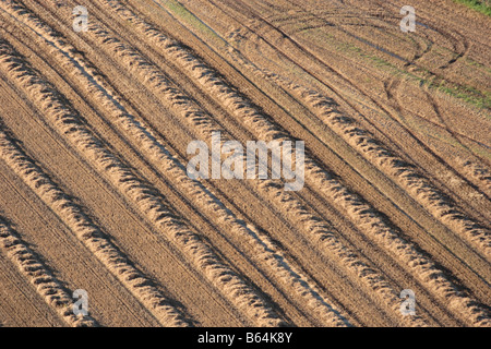 Luftaufnahme von diagonalen Linien des goldenen geernteten Weizenstroh und Traktor verfolgt. Stockfoto