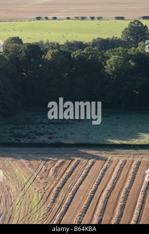 Luftaufnahme von Feldinhalten geernteten Weizenstroh durch Bäume aus einem Feld von weidenden Schafen getrennt. Stockfoto