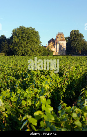 Frankreich, in der Nähe von Beaune, Burgund, Dorf: Afoxe-Corton. Burg: Andre Corton. Weingut. Stockfoto