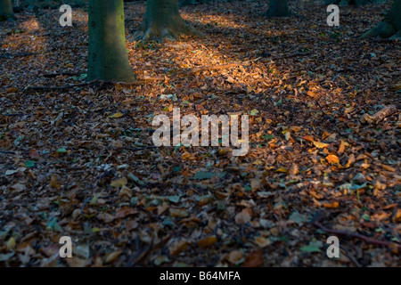 Sonnenlicht fängt auf Waldboden gefallenen Blätter im Herbst Stockfoto