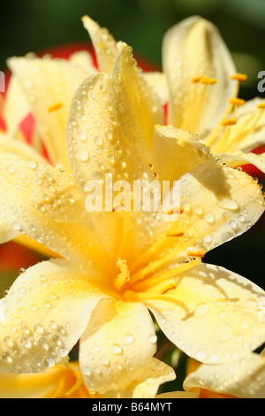 Tröpfchen in gelben Kaffir Lily Clivia Miniata citrina Stockfoto