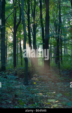 Sonnenstrahlen durchdringen die tiefen dicken Wald Stockfoto