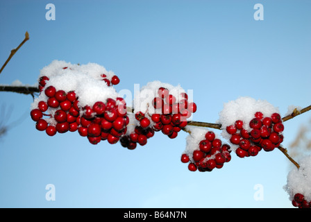 Zwergmispel Beeren im Schnee, Fife, Schottland Stockfoto