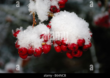 Zwergmispel Beeren im Schnee, Fife, Schottland Stockfoto