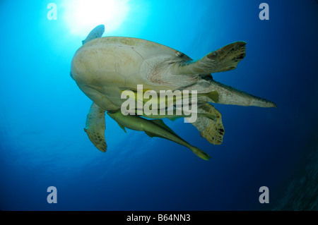 Chelonia Mydas und Echeneis Naucrates, grüne Meeresschildkröte und Sharksucker, Rotes Meer Stockfoto