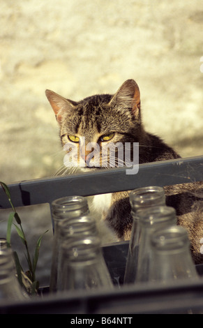 Bauernhof Katze wartet auf die Milchabgabe. Stockfoto