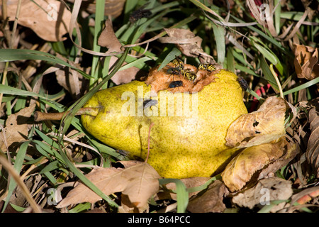 Fäulnis Birne von Insekten gefressen. Stockfoto