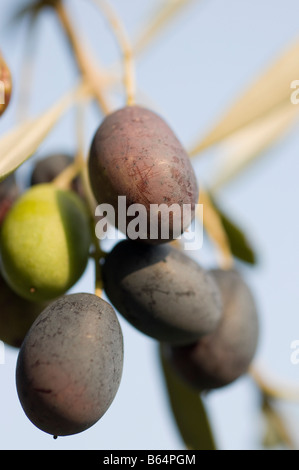 Selektiven Fokus Nahaufnahme von Reifen Oliven auf einem Olivenbaum Stockfoto