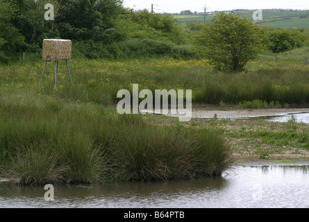 Den Sand Martin Nistkasten an Filey Dämme Yorkshire Wildlife Trust Nature Reserve Stockfoto