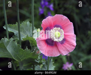 Ein violett und lila Mohn Anemone. Stockfoto