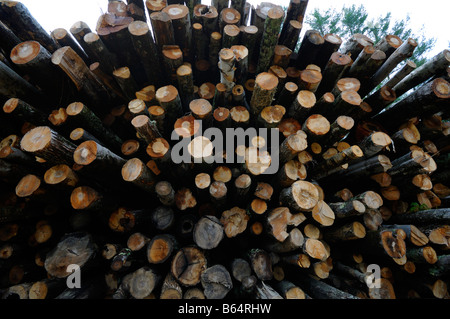 Protokollierung des Holzes Vermont USA Stockfoto