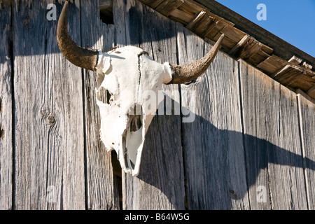 Texas Hill Country, Dixie Dude Ranch, Longhorn Rindern Totenkopf auf Scheune Stockfoto