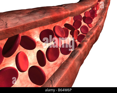 3D gerenderten Ader mit bloodcells Stockfoto