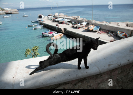 Eine Katze erstreckt sich auf Levanzo Hafen auf der Insel Levanzo in Sizilien die Ägadischen Inseln. Stockfoto