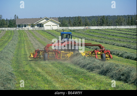 Ein Bauer schneidet und Rechen ein Feld von Luzerneheu mit seinem Traktor in Zentral-Oregon im Sommer Stockfoto