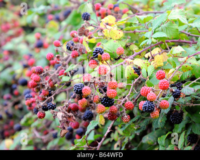 Brombeeren sind bereit für die Kommissionierung in eine Hecke in Surrey, England. Stockfoto